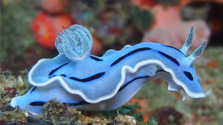 Blue white sea slug striped - a black stripe free wallpaper