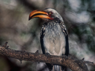 Bird long beak branch tree 2 - a long beak free wallpaper