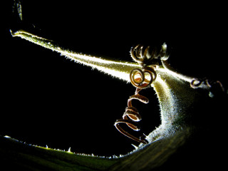 Plant closeup light stem word 3 - a close up of a plant free wallpaper