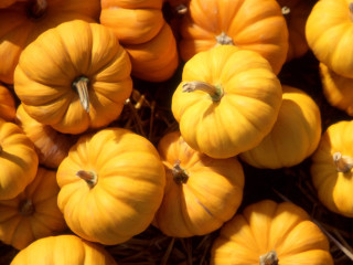 Small pumpkins pile hay ground - the ground together free wallpaper