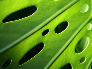 Green leaf holes black hole - a green leaf free wallpaper
