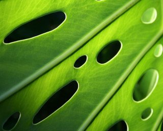 Green leaf holes black center - center free wallpaper