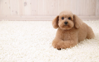 Small dog white rug wood - a small dog free wallpaper