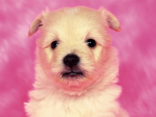 Small white dog pink background - a black nose free wallpaper