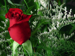 Red rose green plant white - a green plant free wallpaper