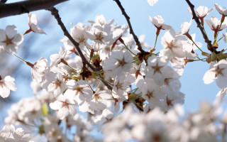 Tree branch white flowers sunlight 2 - chang daichien free wallpaper