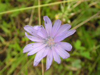 Purple flower green grass blur - a purple flower free wallpaper