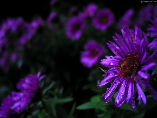 Purple flowers water drops garden - dark background free wallpaper