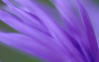 Purple flower green background blurry 4 - focus free wallpaper