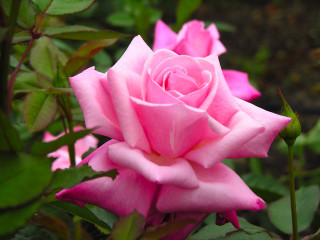 Pink rose blooming garden green 3 - rose free wallpaper