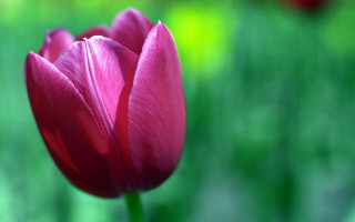 Pink flower closeup blurry background 8 - green grass free wallpaper for desktop