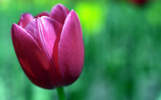 Pink flower closeup blurry background 10 - a pink flower free wallpaper