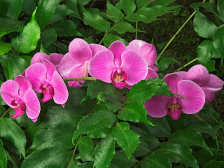Pink flowers green leaves red - a red center free wallpaper