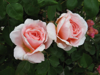 Pink roses blooming garden green 2 - two pink rose free wallpaper