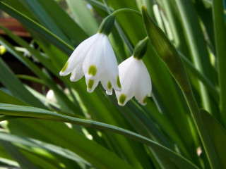 Close up flower green leaves 7 - the background and a blurry background behind free wallpaper