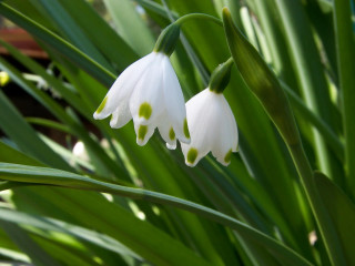 Close up flower green leaves 2 - the background and a blurry background behind free wallpaper