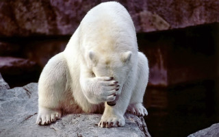 Polar bear rock paws face - a polar bear free wallpaper