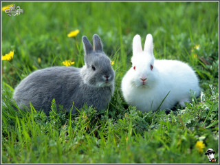 Rabbits grass camera sad face - a sad face free wallpaper