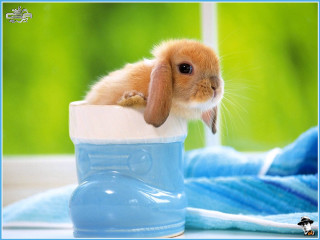 Rabbit blue boot table towel - beatrix potter free wallpaper