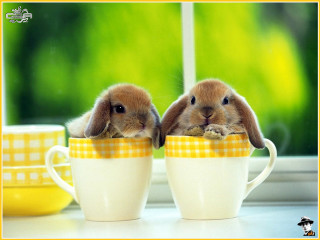 Rabbits cup furry art cute - the cup free wallpaper