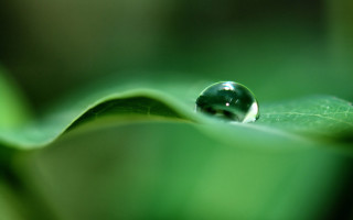 Water drop green leaf macro 13 - a blurry background of leaves free wallpaper