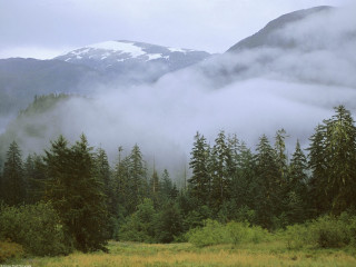 Mountain fog clouds trees field 4 - twin peak free wallpaper