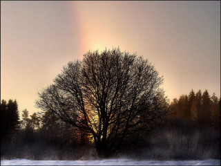 Bare tree snow sunset distant 2 - the sun in the distance behind free wallpaper