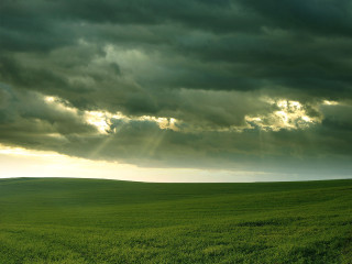 Green grass field godrays cloudy - a green grass free wallpaper