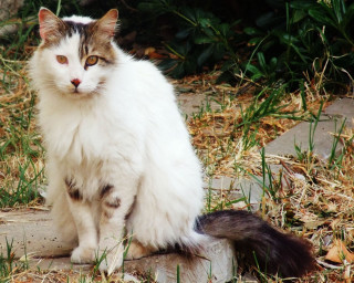Cat sitting rock grass serious - a serious look free wallpaper