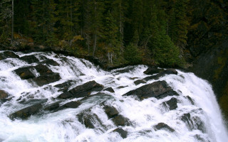 Man rock waterfall woods bear - a bear free wallpaper