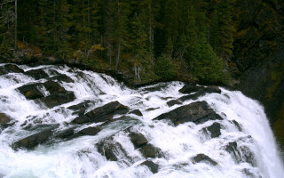 Waterfall bear woods forest nature - a bear free wallpaper