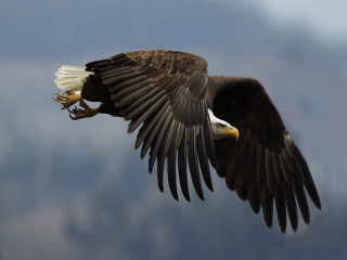 Bald eagle flying wings spread 4 - darrell riche free wallpaper