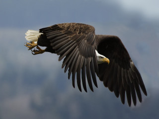 Bald eagle flying wings spread 7 - darrell riche free wallpaper