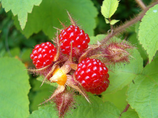Berries close up tree branch 2 - a yellow center free wallpaper