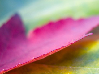 Pink green leaf yellow center 2 - a green center free wallpaper