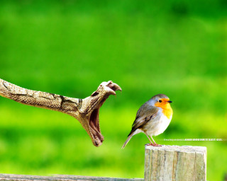 Bird perched wooden post snake 3 - bird free wallpaper