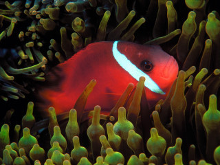 Red white fish anemone green - sea free wallpaper