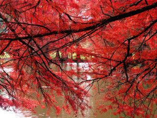 Red tree red leaves river 2 - impressionist free wallpaper