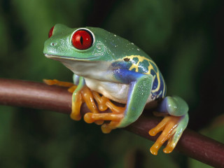 Frog red eye branch green - a frog free wallpaper