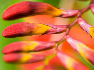 Closeup flower blurry background macro - a blurry background of flowers free wallpaper