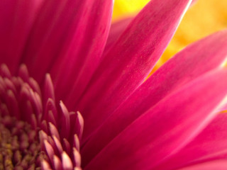 Pink flower yellow background blurry 7 - yellow free wallpaper