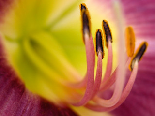 Pink flower yellow stamens macro 9 - anne rigney free wallpaper