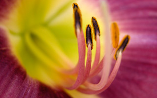 Pink flower yellow stamens macro 5 - a yellow staman free wallpaper