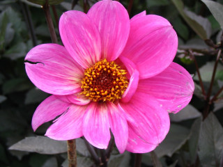Pink flower yellow center green 12 - a yellow center free wallpaper