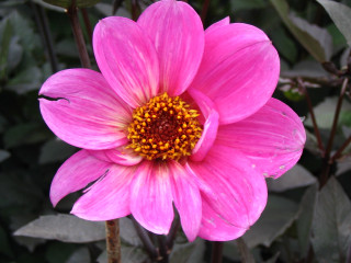 Pink flower yellow center green 13 - a yellow center free wallpaper