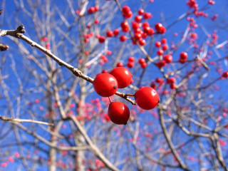Tree red berries blue sky - red berry free wallpaper
