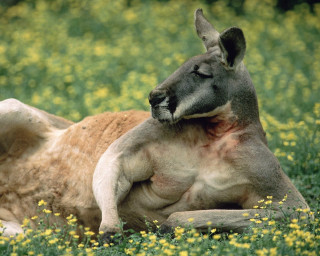 Kangaroo laying yellow flowers head 2 - a kangaroo free wallpaper