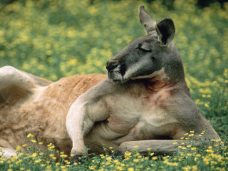 Kangaroo yellow flowers autumn blurry - a kangaroo free wallpaper