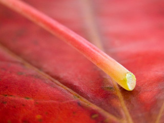 Close up leaf yellow tip 2 - end free wallpaper