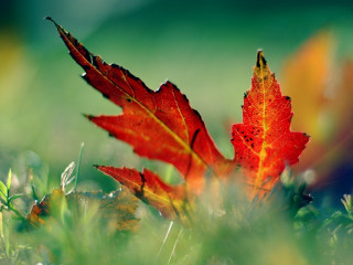 Red leaf grass sunlight autumn 3 - the grass free wallpaper